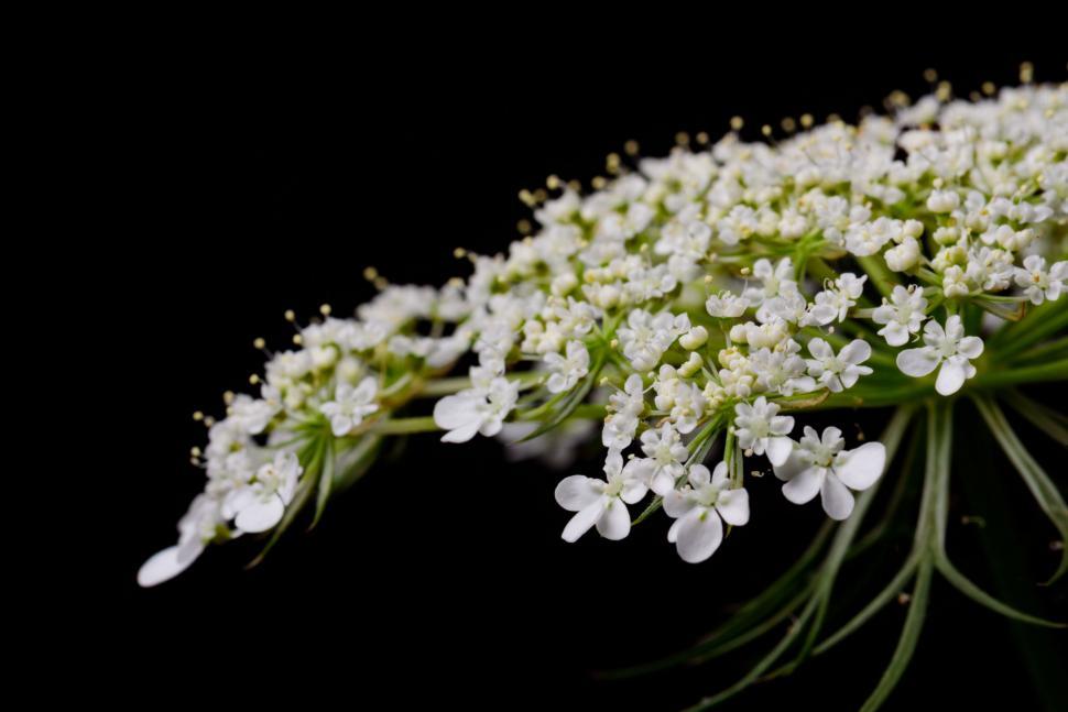 Free Image of Close-up of delicate white Queen Anne s Lace flowers. 