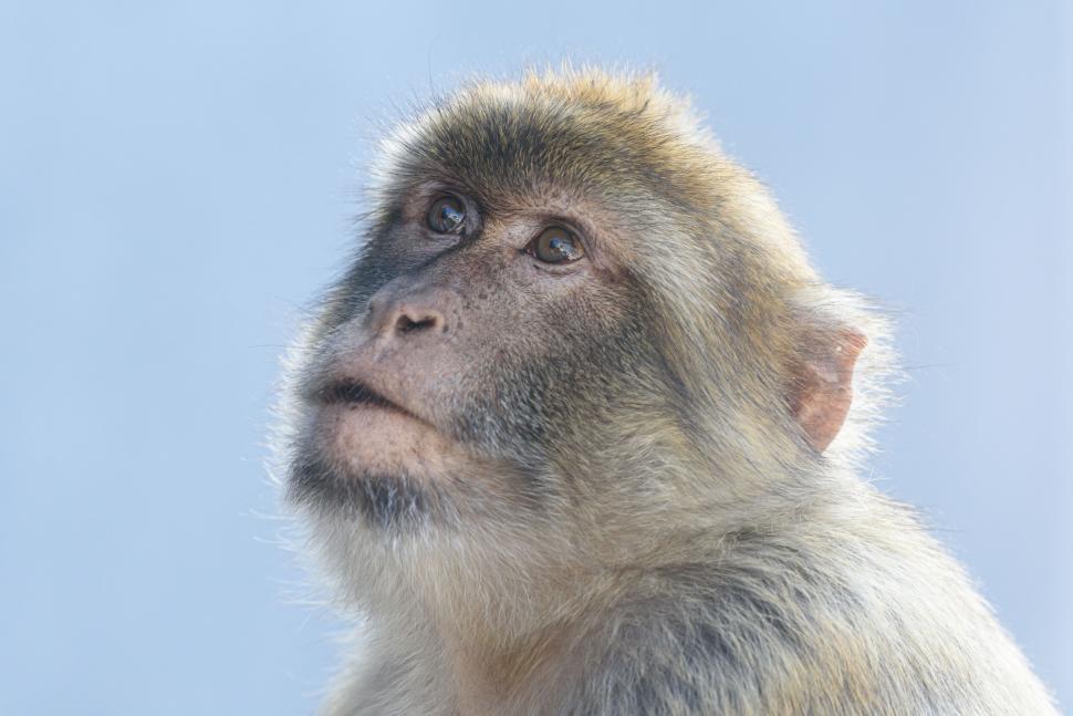 Free Image of Close-up of a contemplative monkey against sky-blue background. 