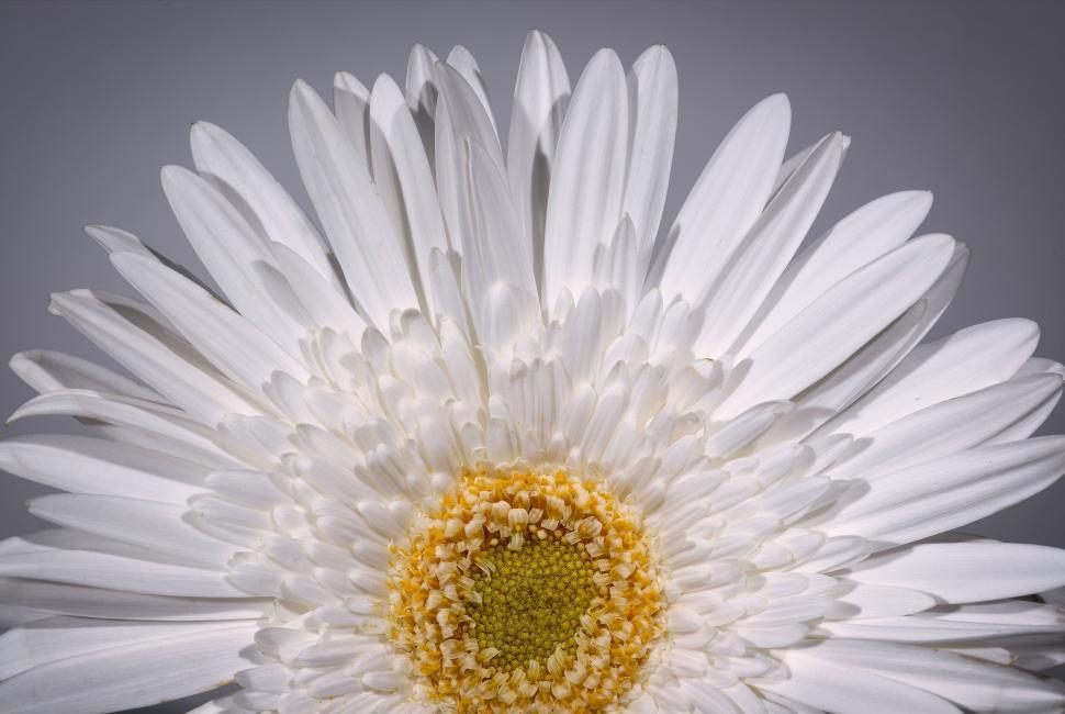 Free Image of Close-up shot of a beautiful white daisy flower 