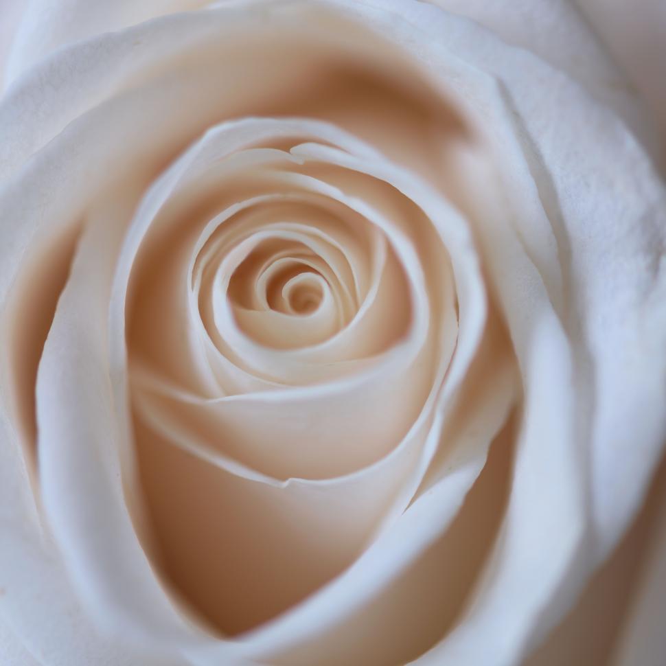 Free Image of Close-up of an elegant spiral-shaped white rose bloom 