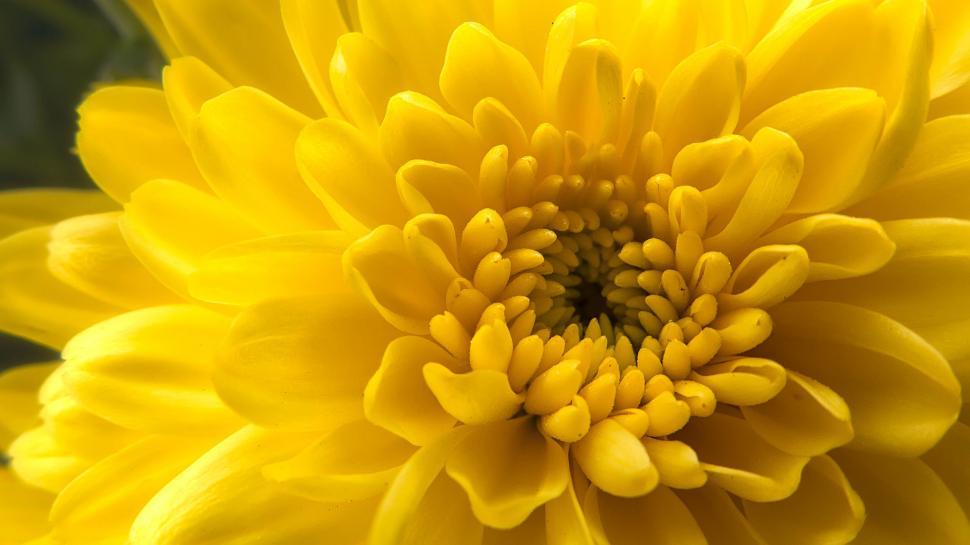 Free Image of Bright yellow chrysanthemum flower in full bloom 