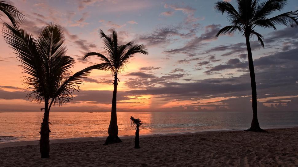 Free Image of Peaceful beach scene with silhouetted palm trees at sunset 
