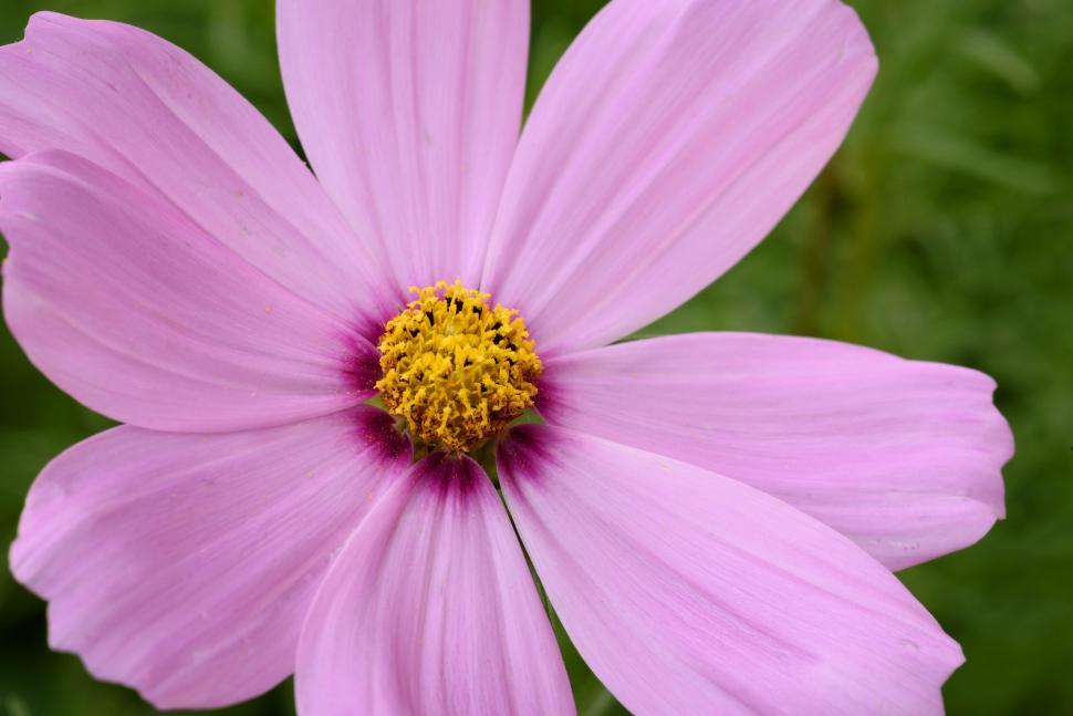 Free Image of Close-up of a pink cosmos flower flourishing in a garden 