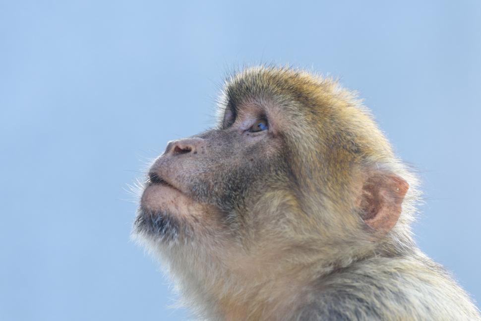 Free Image of Profile view of a contemplative monkey against the sky 