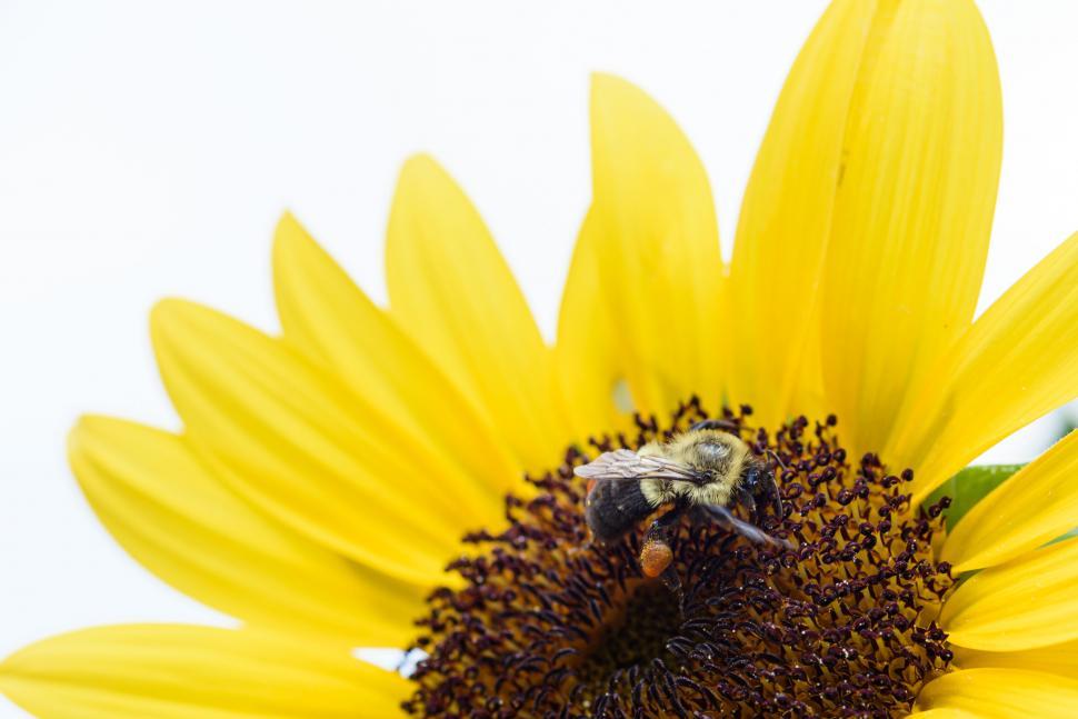 Free Image of A bee on a vibrant sunflower with bright yellow petals 