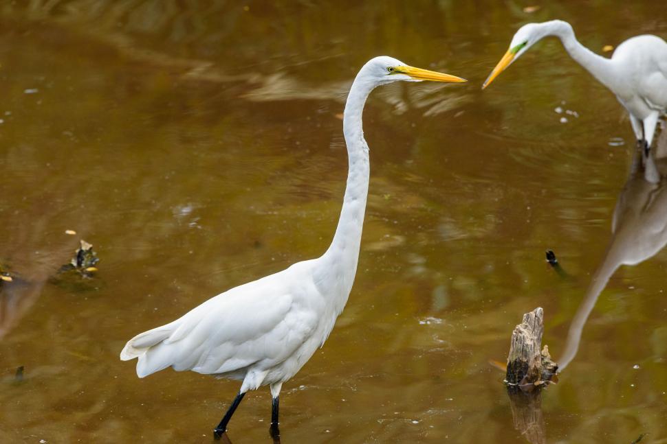 Free Image of Egrets wading in shallow water with reflections visible 