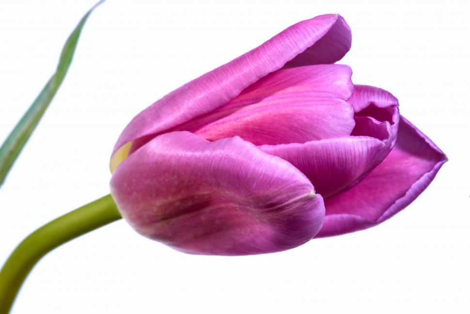 Free Image of Close-up of a beautiful pink tulip on a white 