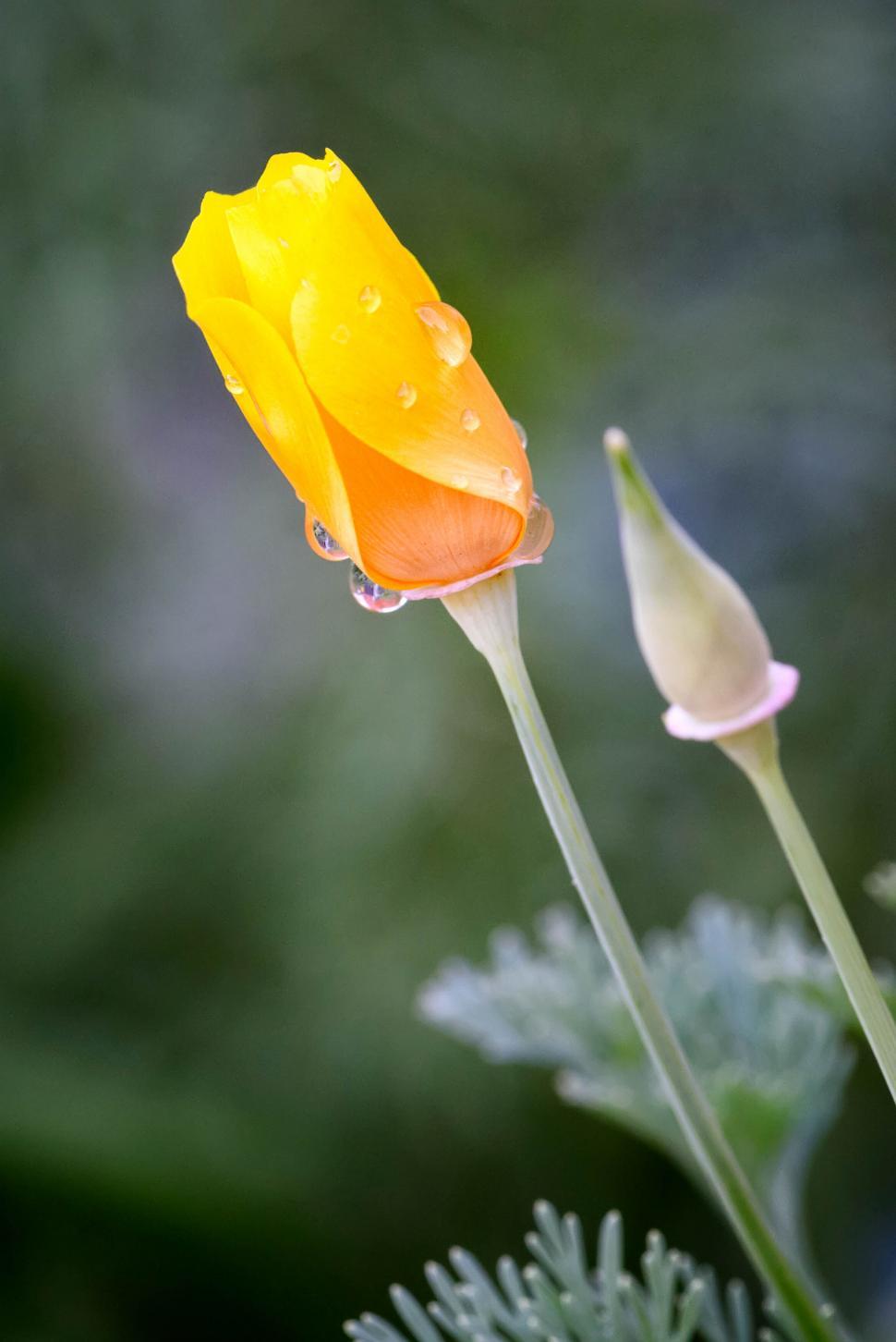 Free Image of Close-up of yellow flower with water droplets on petals 