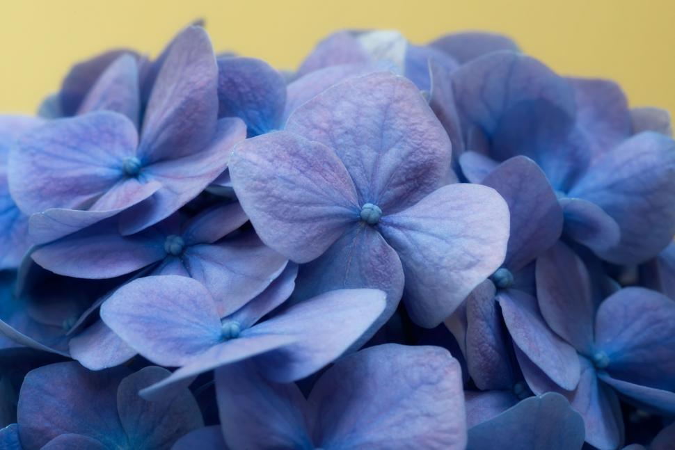 Free Image of Purple hydrangea flowers showcasing soft, intricate petals 