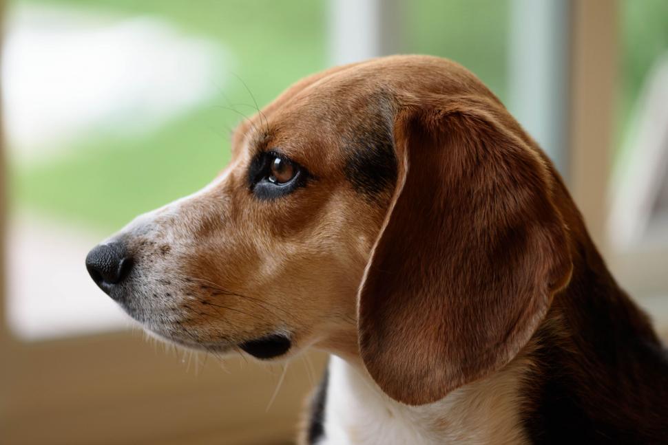 Free Image of Profile of a beagle with a soft background blur. 