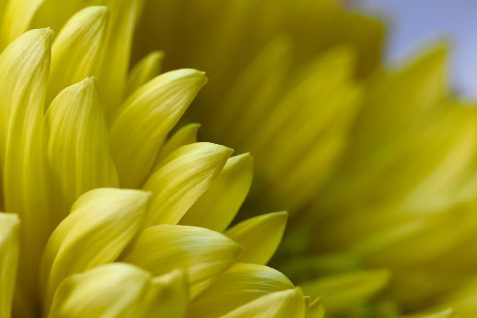Free Image of Macro shot of yellow flower petals in close-up view. 