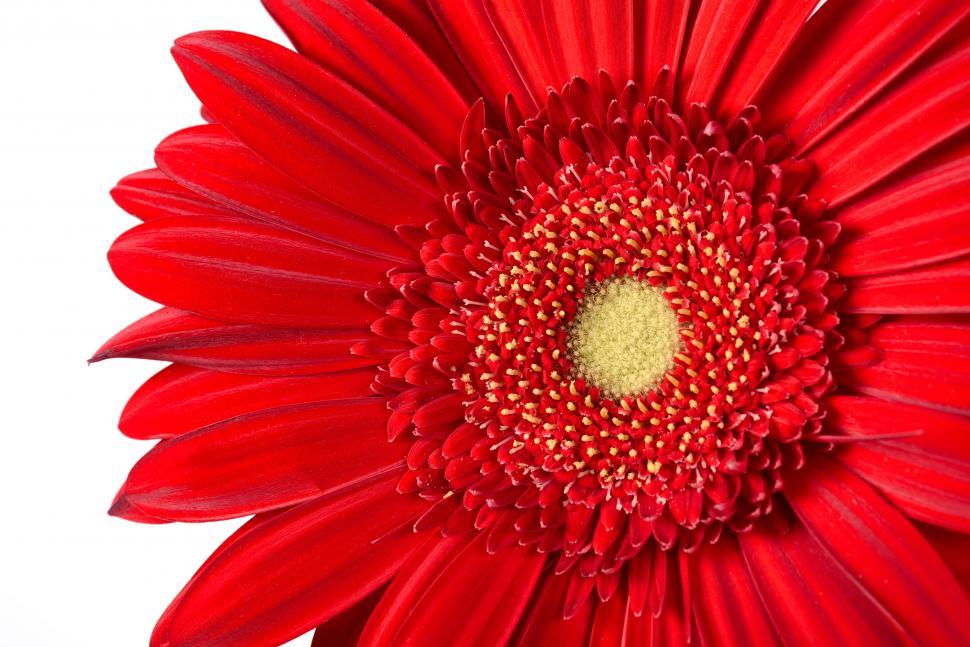 Free Image of Bright red flower in full bloom with detailed center. 
