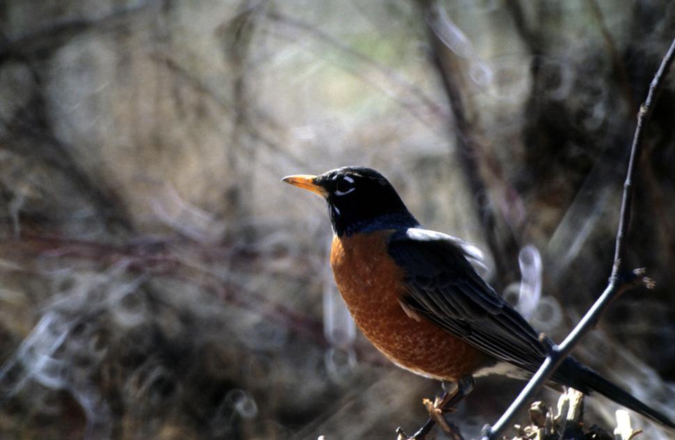 Free Image of Robin perched 