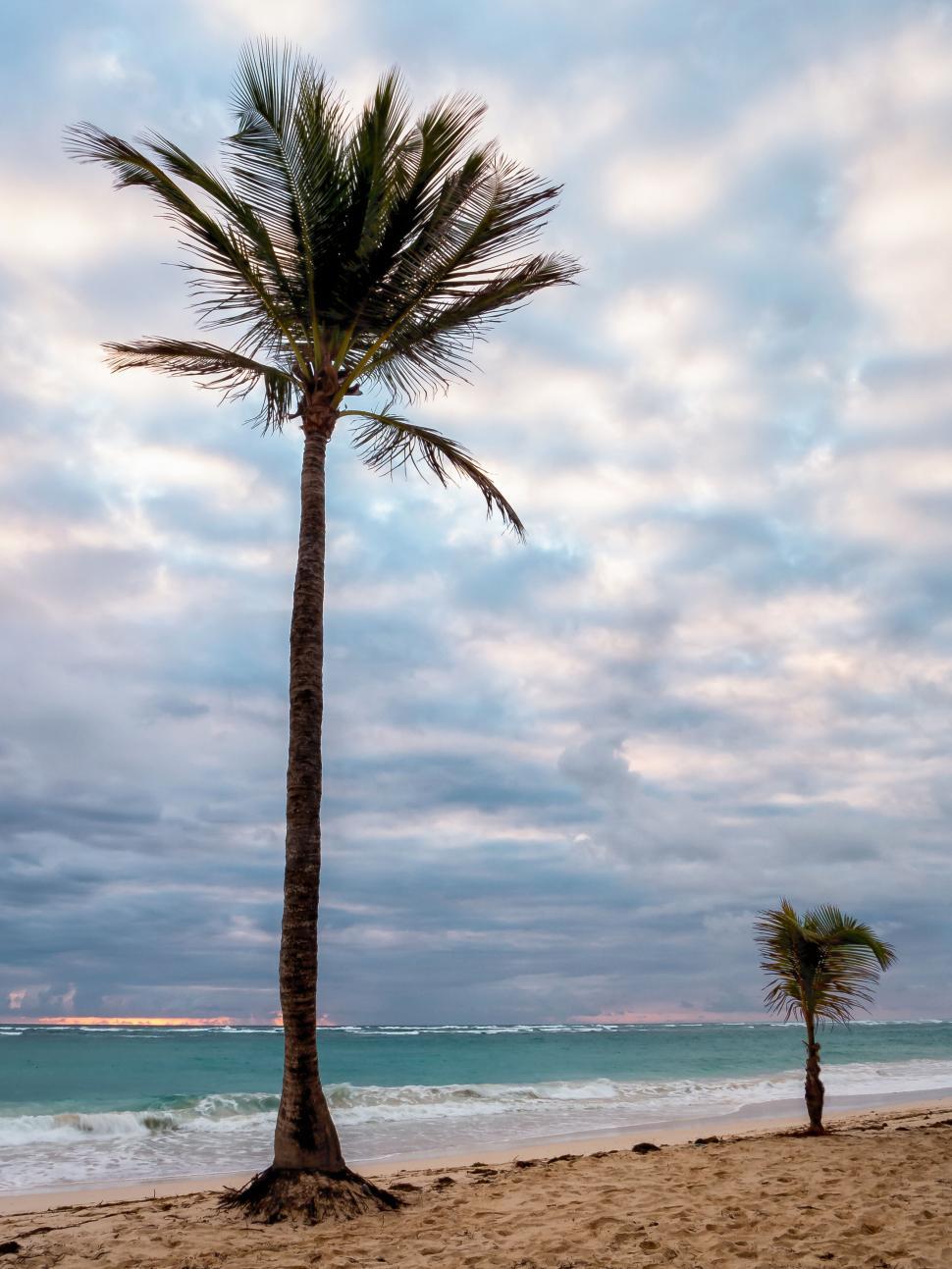 Free Image of Beach scene with two palm trees against cloudy sky. 