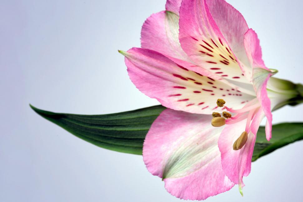 Free Image of Close-up of a pink and white alstroemeria flower bloom 