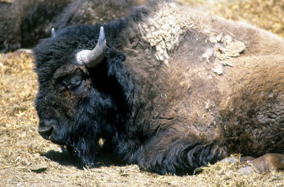 Free Image of Buffalo resting 