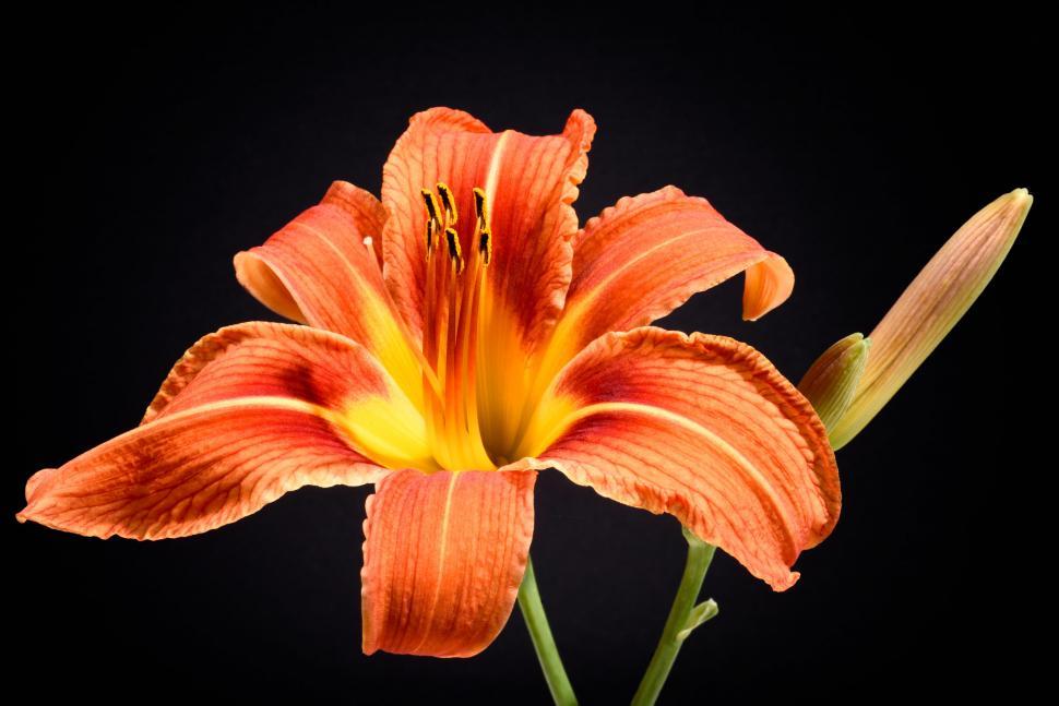 Free Image of Close-up of a vibrant orange tiger lily against black background 