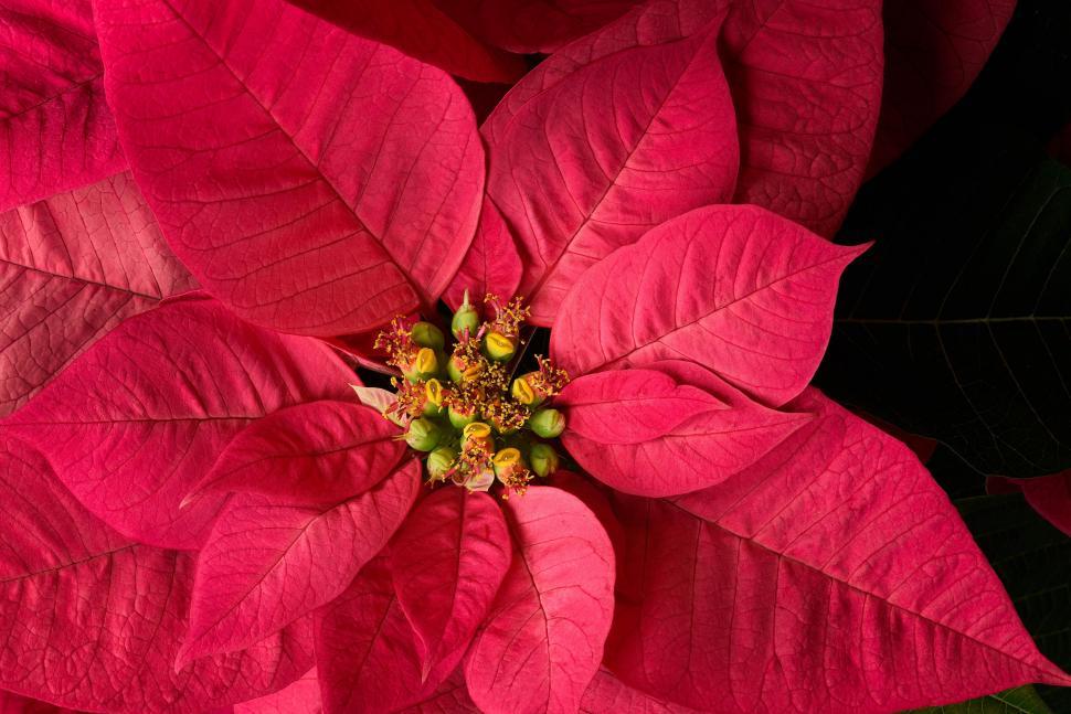 Free Image of Close-up of vibrant poinsettia plant with green buds. 