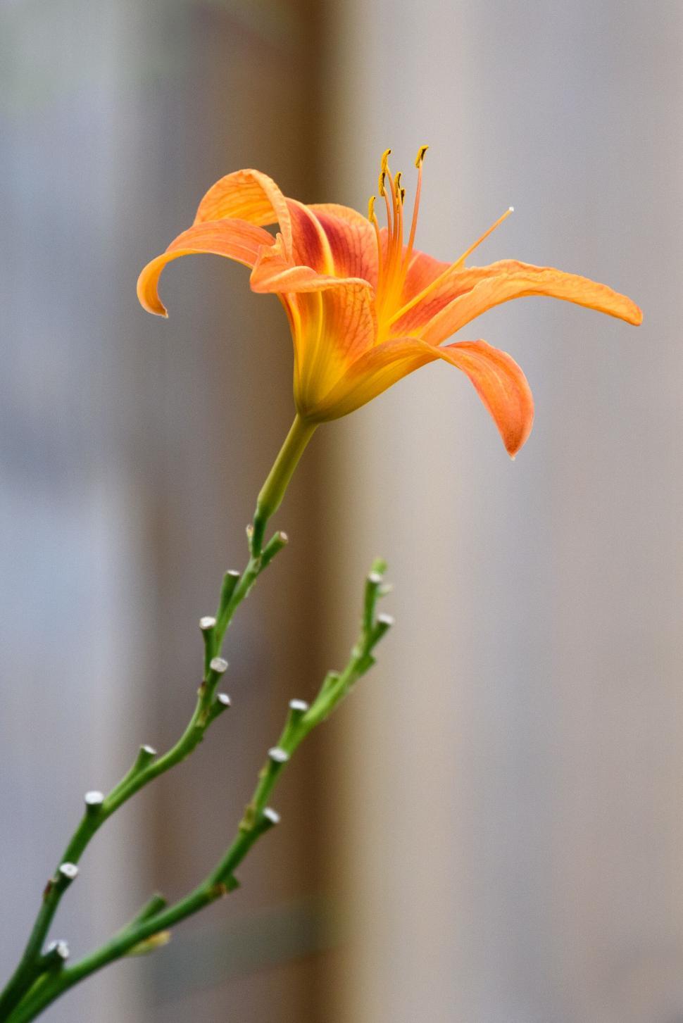 Free Image of Orange lily flower on a slender green stalk. 