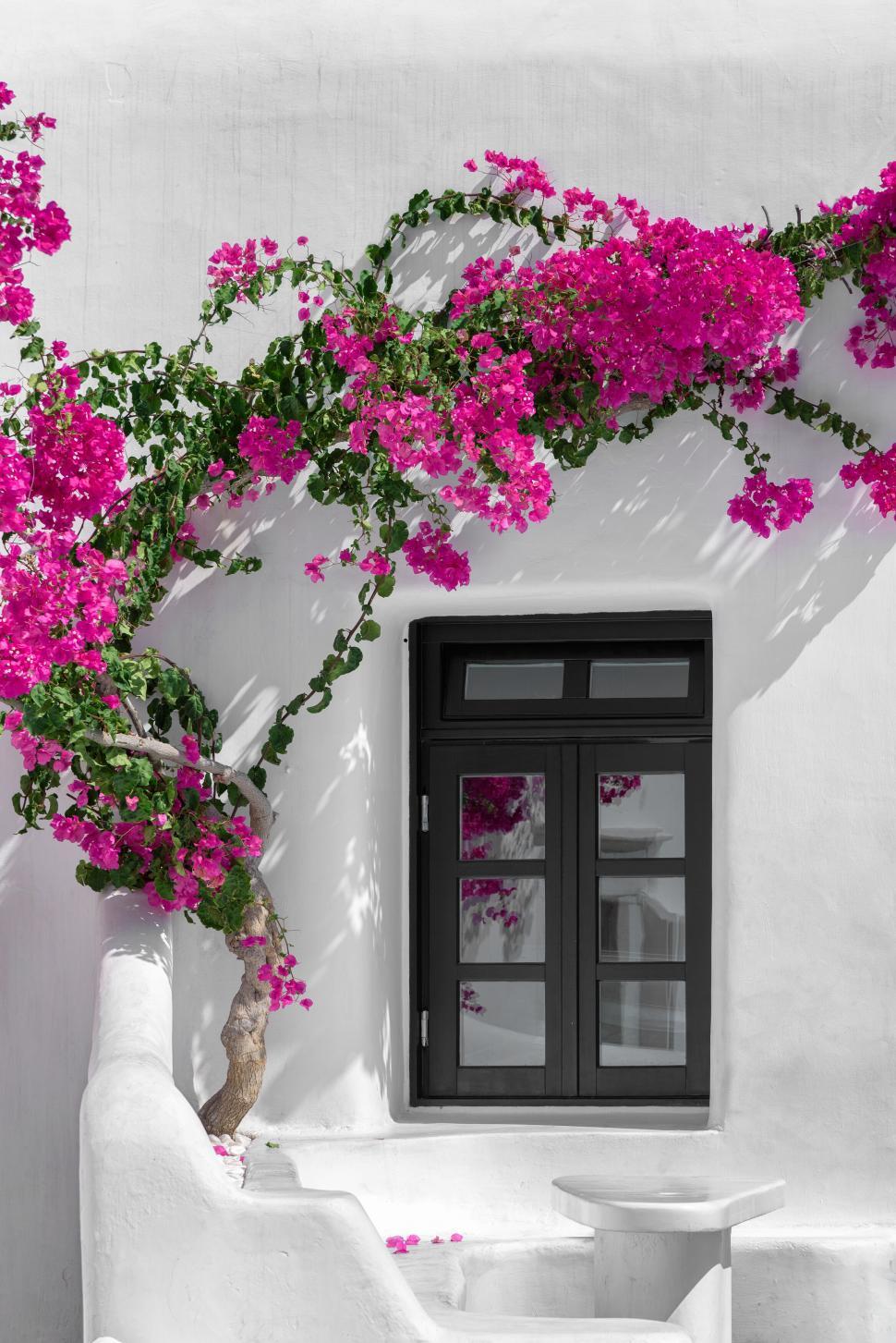 Free Image of White wall with bright pink bougainvillea in bloom. 