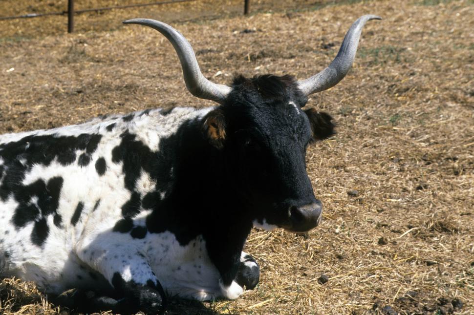 Free Image of Bull 