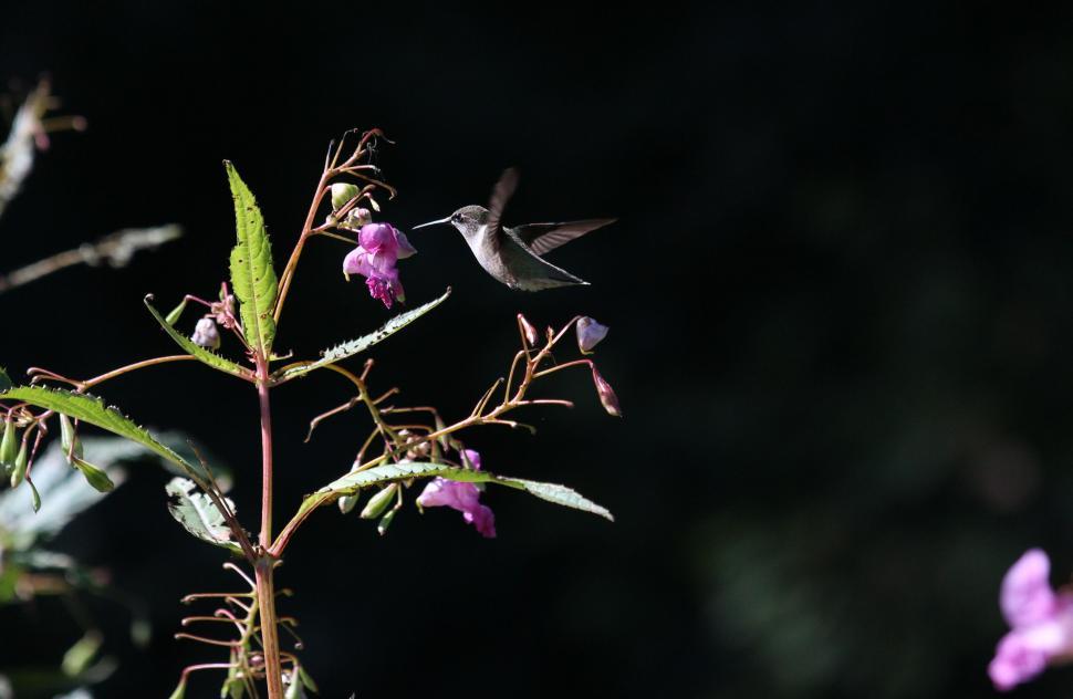 Free Image of Hummingbird hovering near pink flowers in garden. 