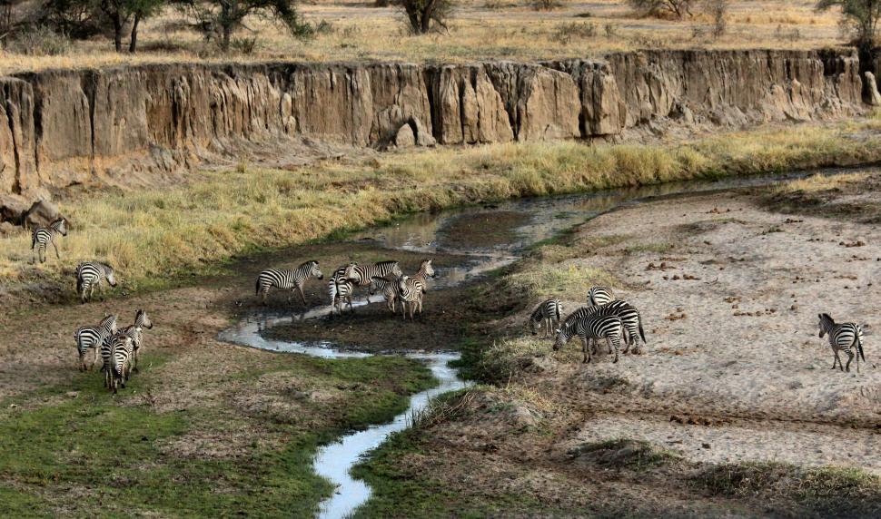 Free Image of Zebras grazing near a small watercourse in Africa. 