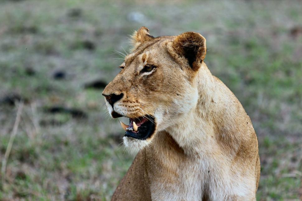 Free Image of Lioness with open mouth keeping a watchful eye. 