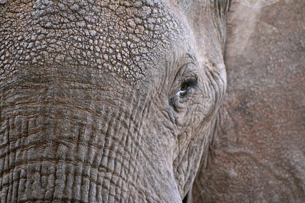 Free Image of Close-Up of Elephant’s Face with Textured Skin Details 