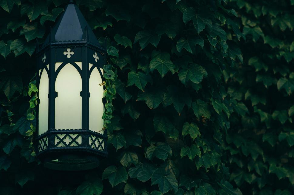 Free Image of Vintage style lantern amid lush green ivy leaves 