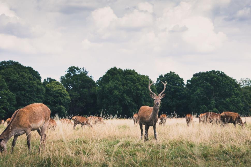 Free Image of Herd of deer grazing in open field with forest backdrop. 
