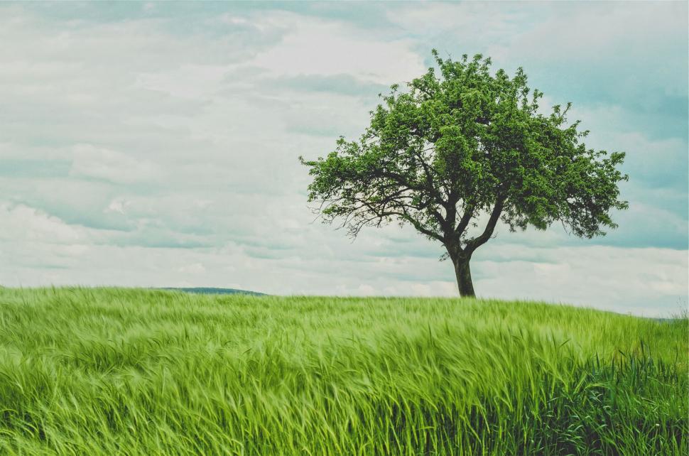 Free Image of Lone green tree in a grassy field with cloudy skies 