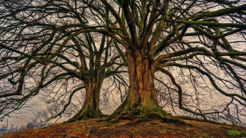 Free Image of Two ancient trees standing side by side in bare forest. 