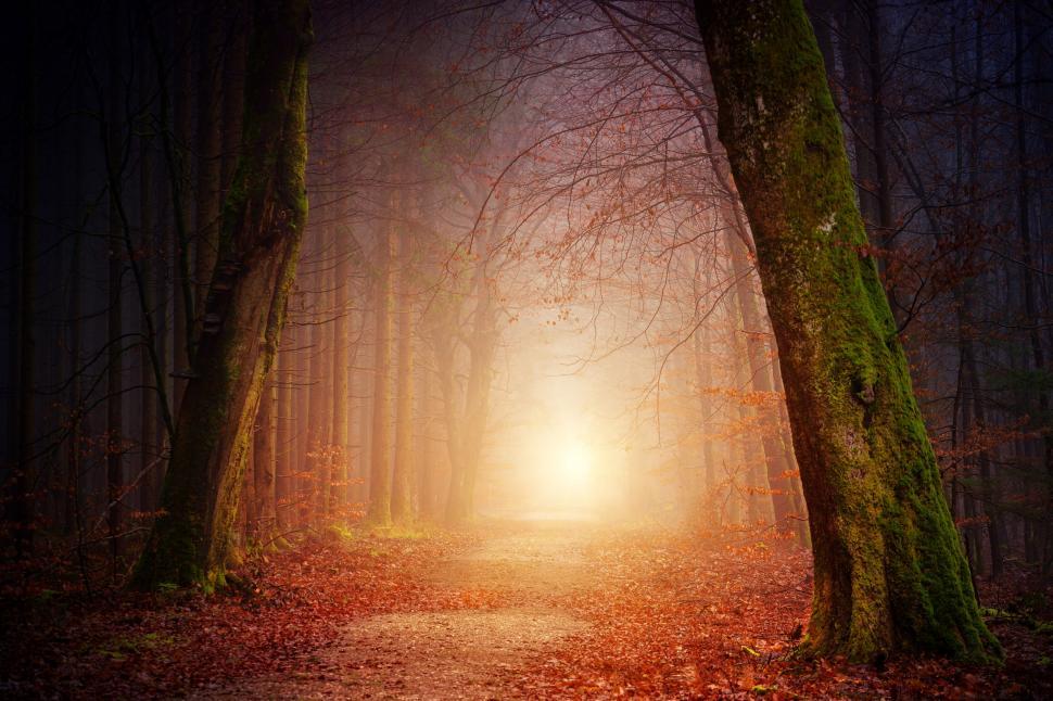 Free Image of Forest path illuminated by a warm light at twilight. 