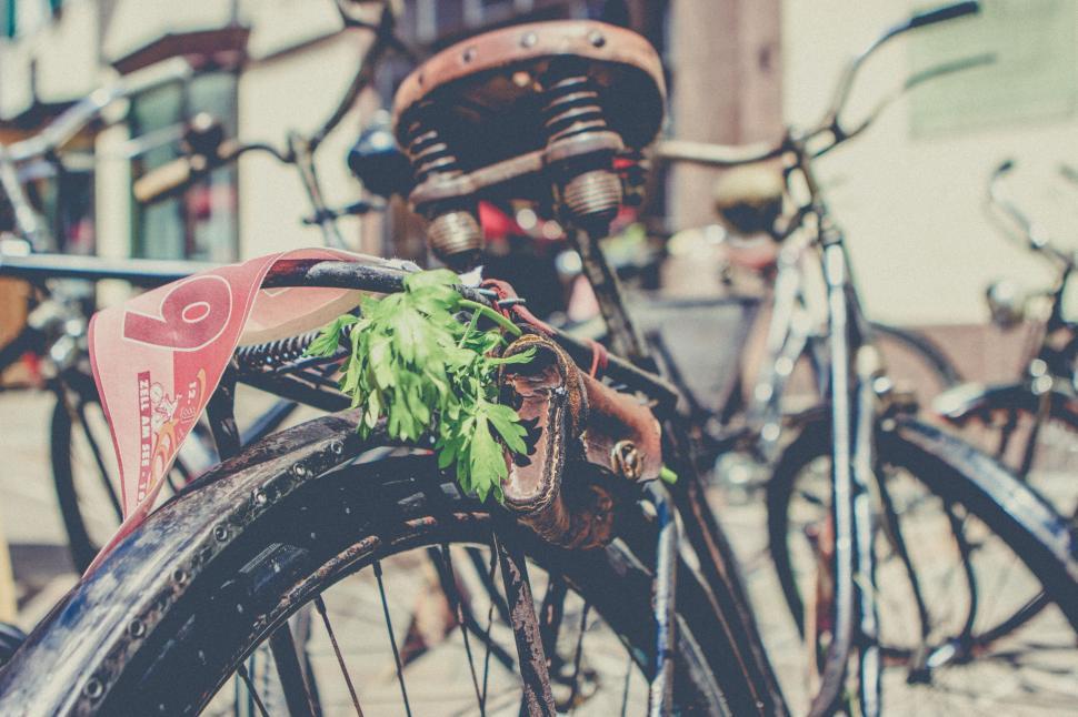 Free Image of Vintage bicycle with a red scarf and greenery attached. 