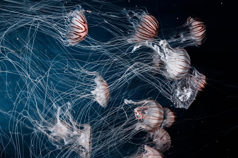 Free Image of Underwater scene with jellyfish swimming in dark water 