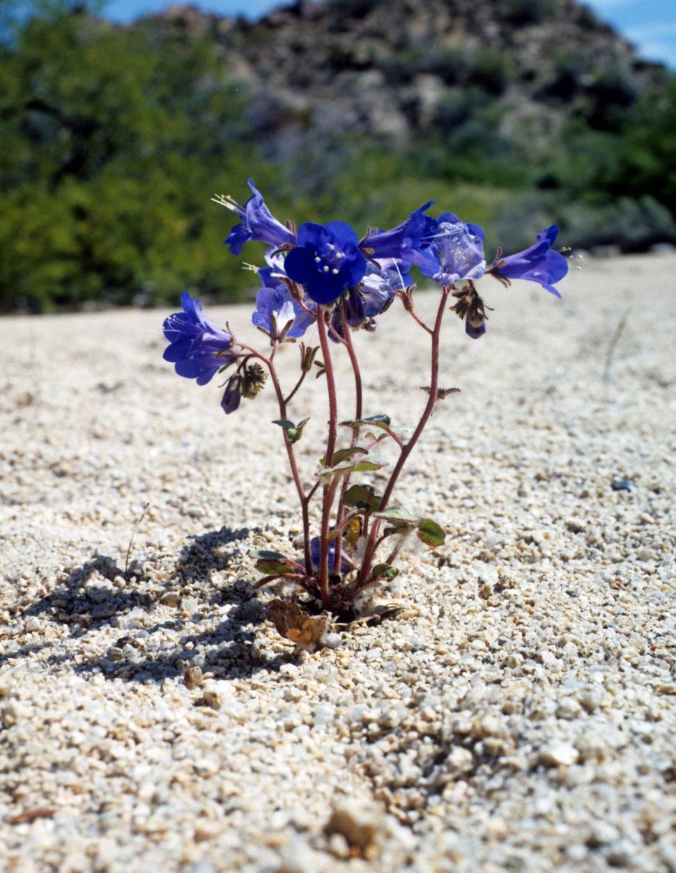 Free Image of Desert bluebells 