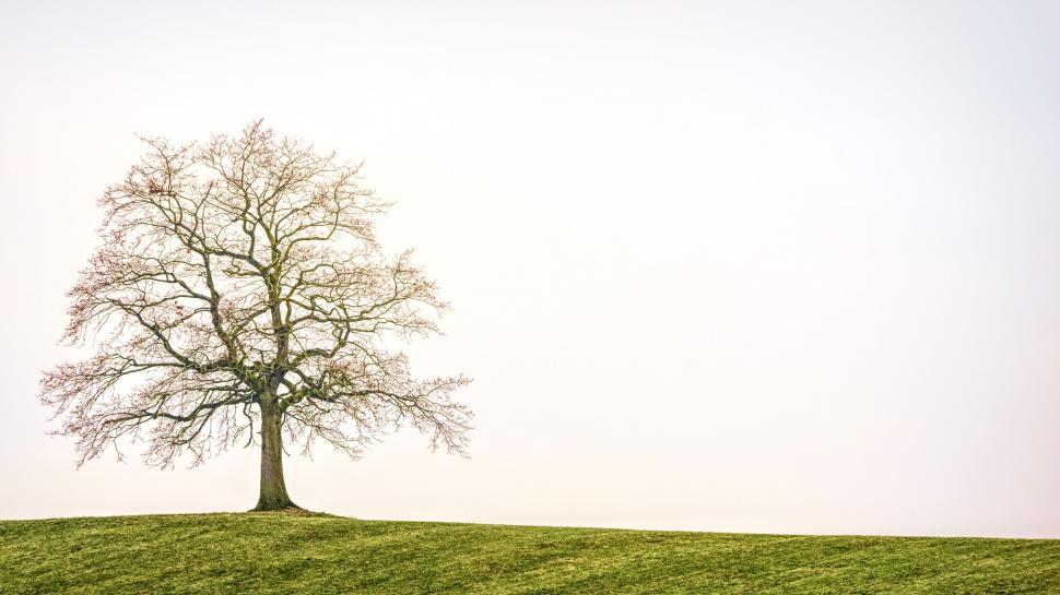 Free Image of Solitary tree on a grassy hillside under pale sky. 