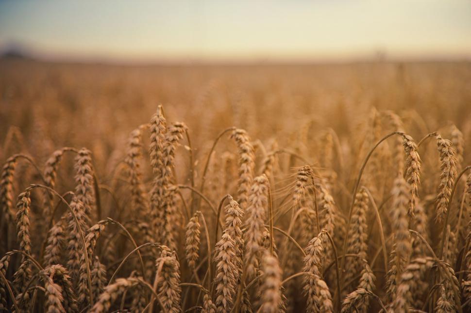 Free Image of Golden wheat field stretching towards distant horizon. 