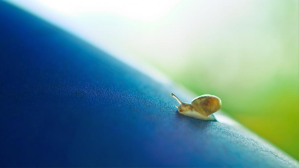 Free Image of Close-up of a small snail on a blue, minimalistic background. 