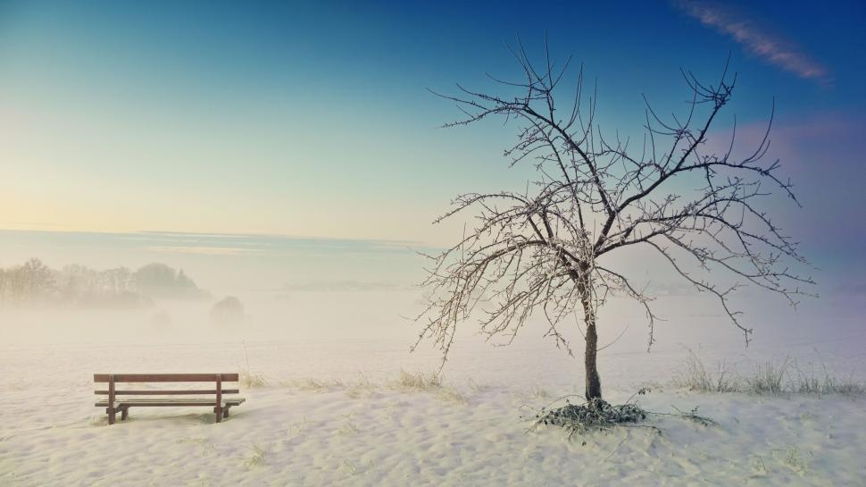 Free Image of Winter landscape with solitary lighted tree, bench 
