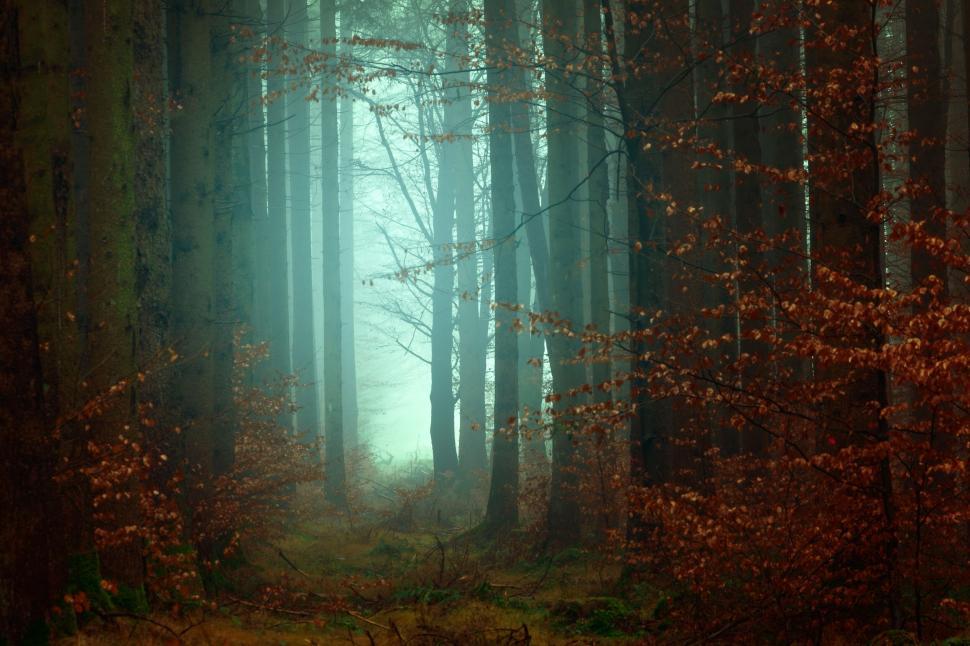 Free Image of Misty forest with soft colors in early morning light. 