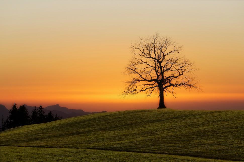 Free Image of Lonely tree against glowing sunset and rolling hills 