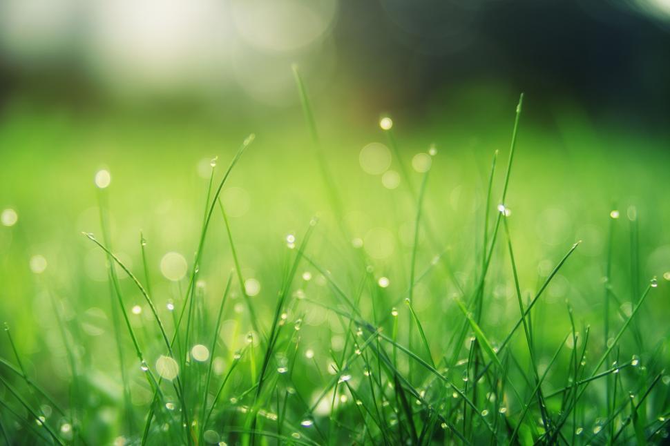 Free Image of Close-up view of fresh green grass with morning dew. 