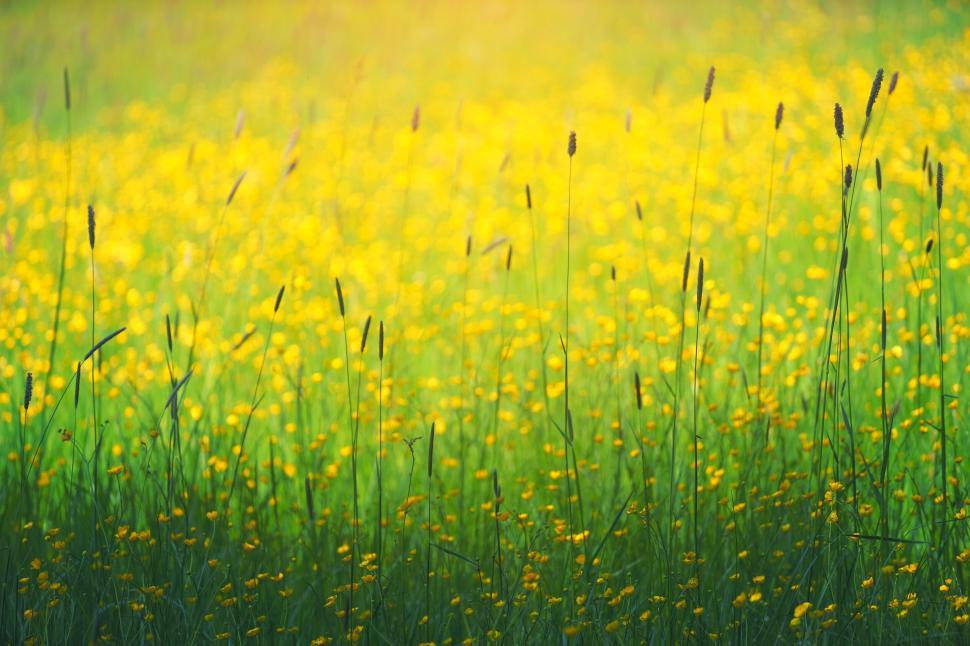 Free Image of Blooming yellow flowers in a sunlit, vibrant field. 
