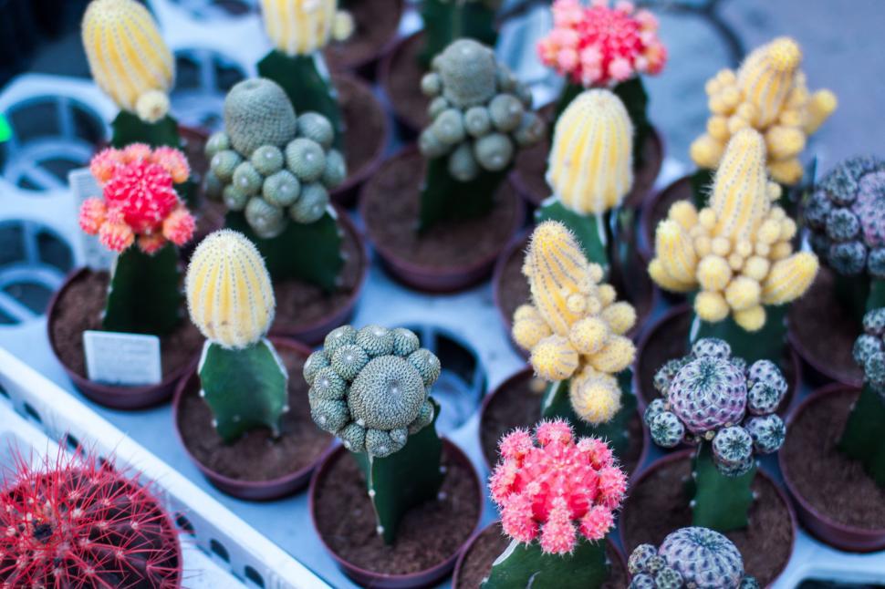 Free Image of Variety of bright cacti with colorful blooms in pots. 