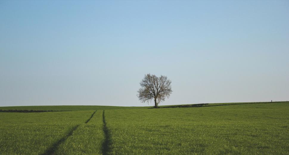 Free Image of A lone tree stands in the middle of a vast green field 