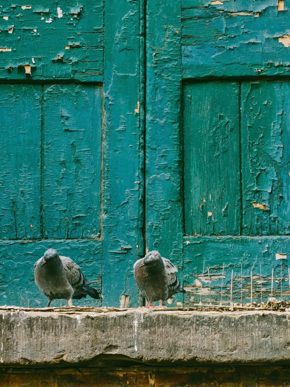 Free Image of Two pigeons perched on a weathered, rustic teal door frame. 