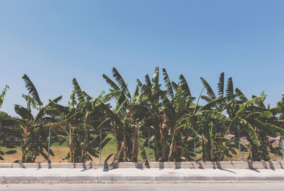 Free Image of Row of banana trees planted along a roadside path 