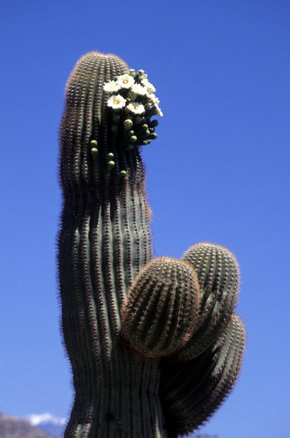 Free Image of Saguaro cactus 